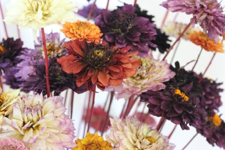 dryed dahlias 3